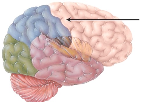 <strong>This structure sends information directly to the cerebellum via the _____ cerebellar peduncles. </strong> A) superior B) middle C) inferior