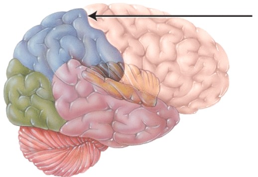 <strong>This structure separates what two cerebral lobes? </strong> A) temporal and parietal B) frontal and parietal C) temporal and occipital D) occipital and parietal