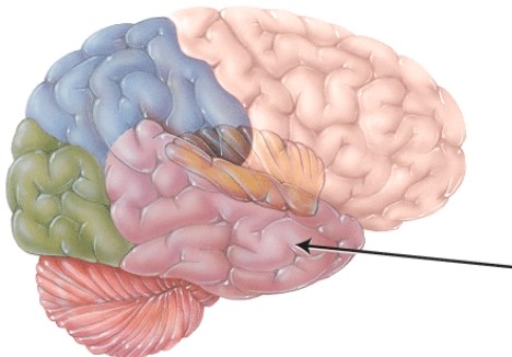 <strong>This structure is separated from the frontal lobe by the </strong> A) central sulcus. B) falx cerebri. C) lateral cerebral sulcus. D) transverse fissure.