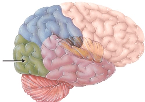 The structure indicated by the arrow is primarily involved in vision.