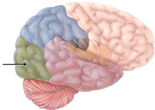 <strong>This structure is separated from the cerebellum by the </strong> A) central sulcus. B) transverse fissure. C) longitudinal fissure. D) falx cerebelli.