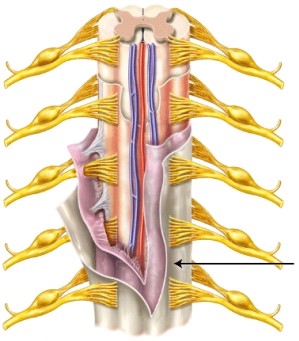 <strong>The meninx indicated by the line is the _____ </strong> A) pia mater B) arachnoid mater C) dura mater