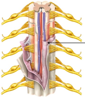 <strong>The meninx indicated by the line is the _____ </strong> A) pia mater B) arachnoid mater C) dura mater
