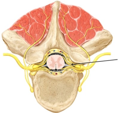 <strong>The part of the spinal cord indicated by the line is the _____ </strong> A) posterior (dorsal) root B) posterior (dorsal) ramus C) anterior (ventral) root D) anterior (ventral) ramus
