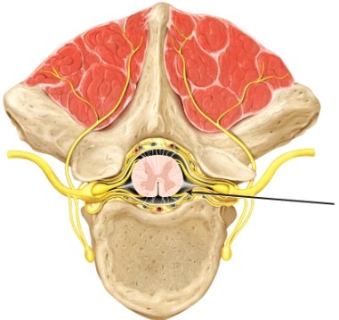 <strong>The part of the spinal cord indicated by the line is the _____ </strong> A) anterior (ventral) root B) posterior (dorsal) root C) rami communicantes D) spinal nerve