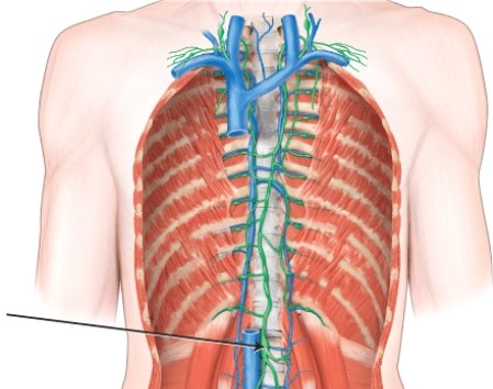 <strong>This structure serves as the beginning of the _____. </strong> A) azygos vein B) thoracic duct C) left bronchomediastinal trunk D) right lymphatic duct