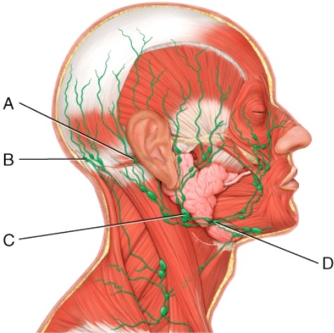 <strong>Which of the following lymph nodes is responsible for draining the chin, lips, nose, nasal cavity, cheeks, gums, inferior surface of palate, and anterior portion of tongue? </strong> A) A B) B C) C D) D
