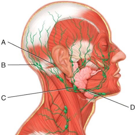 <strong>Which of the following nodes belong to the largest group of nodes in the neck forming a chain extending from the base of the skull to the root of the neck? </strong> A) A B) B C) C D) D