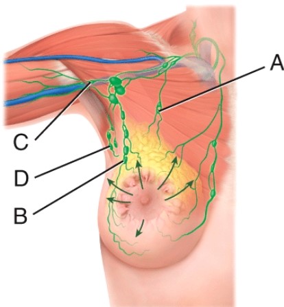 <strong>More than 75% of the lymph drainage of the breast is to the _____. In breast cancer, it is possible that cancer cells leave the breast and lodge in these nodes. From here, metastasis may develop in other axillary nodes. </strong> A) A B) B C) C D) D