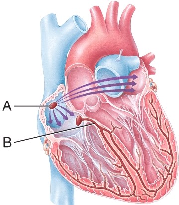 Match the component of the conduction system of the heart with the description. Atrioventricular (AV) bundle (bundle of His):
