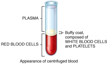 What percentage of a centrifuged sample of whole blood is occupied by plasma?