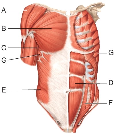 <strong>The muscle indicated by line G </strong> A) depresses the scapula B) abducts the sapula C) inserts on the lateral border D) is innervated by the dorsal scapular nerve E) is the swimmer's muscle