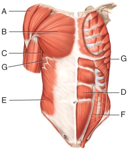 The muscle indicated by line D can extend the spine.