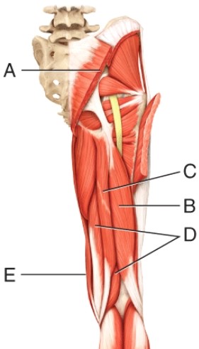 What muscle is indicated by line D?