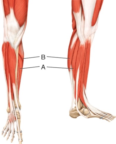 <strong>What is the principal action of the muscle indicated by line B? </strong> A) flexes great toe B) flexes thumb C) dorsiflexes foot D) flexes leg E) flexes toes