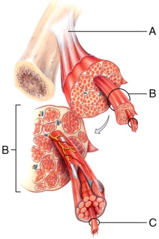 <strong>The connective tissue covering this structure labeled C is the </strong> A) sarcolemma B) endomysium C) perimysium D) epimysium