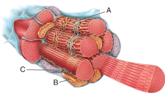 Identify this organelle of the muscle fiber (cell) labeled A.