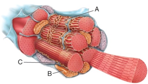 <strong>Identify this organelle of the muscle fiber (cell) labeled B. </strong> A) myofibril B) sarcoplasmic reticulum C) nucleus D) mitochondrion