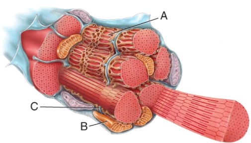 <strong>Identify features of this muscle fiber (cell) structure labeled C. </strong> A) invagination of the sarcolemma B) open to the outside of the cell C) muscle action potentials are able to propagate through D) All of the choices are features