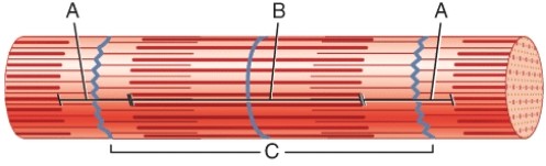This band labeled A will shorten during muscle contraction.