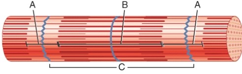 This band labeled B will shorten during muscle contraction.