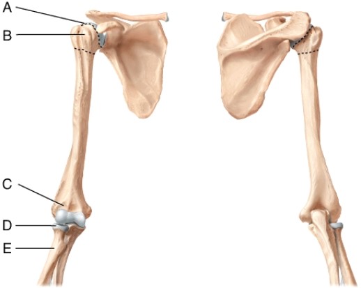 Identify the head of the radius.  