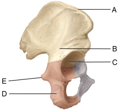 Identify the ischial tuberosity.  