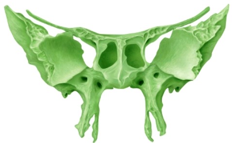 The illustrated bone is the _____ bone.