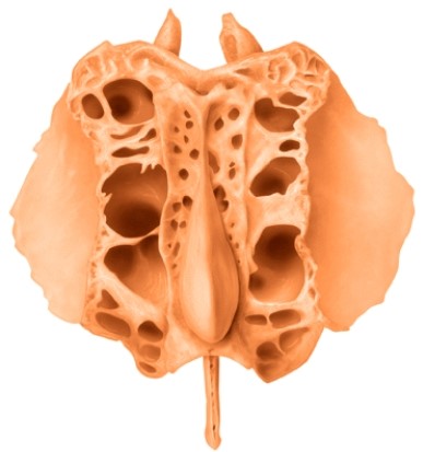 The illustrated bone is the _____ bone.