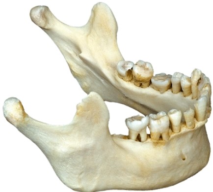 The illustrated bone is the _____.