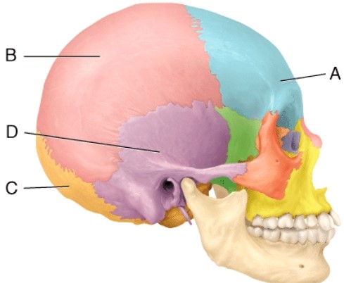 <strong>Which two cranial bones unite to form the lambdoid suture? </strong> A) A and B B) B and C C) D and E D) B and D E) A and D