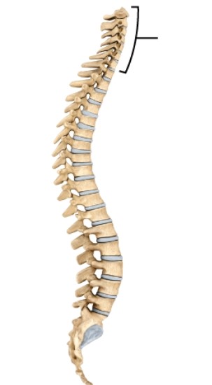 <strong>What region are these vertebrae from? </strong> A) cervical B) thoracic C) lumbar D) sacral E) coccygeal