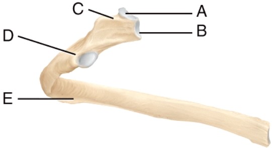 <strong>Identify the tubercle of the rib. </strong> A) A B) B C) C D) D E) E