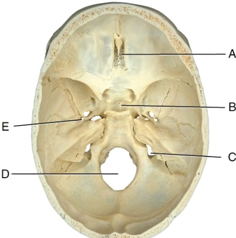 <strong>Where is the pituitary gland located? </strong> A) A B) B C) C D) D E) E