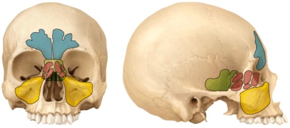<strong>Which cranial bone does not contain a paranasal sinus? </strong> A) Sphenoid B) Frontal C) Ethmoid D) Maxilla E) Occipital