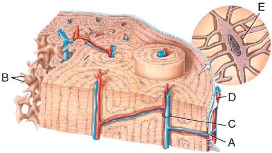 In the diagram of bone tissue, which label is on the central canal?