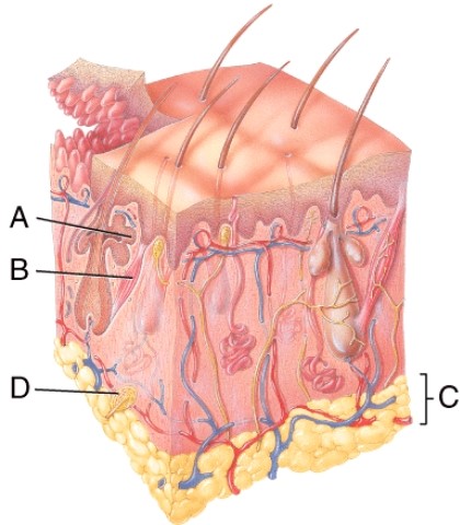 Name the structure indicated by A.