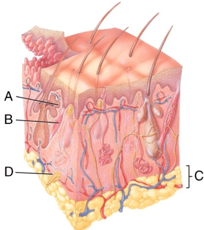 Name the specialized receptor indicated by D.