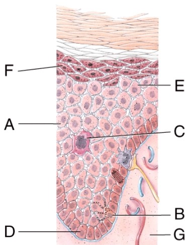 Identify the cell type that produces melanin.