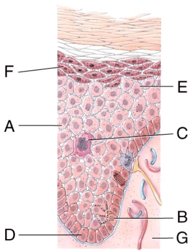 Identify the layer sometimes referred to as stratum germinativum because of its role in forming new cells.