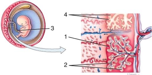 <strong>On the diagram, 2 is pointing to the </strong> A) maternal arteriole B) fetal blood vessels C) umbilical cord D) intervillous space