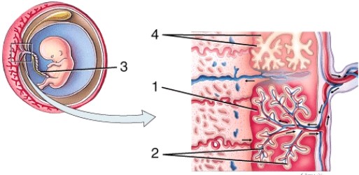 <strong>On the diagram, 3 is pointing to </strong> A) intervillous space B) fetal blood vessels C) umbilical cord D) chorionic villi