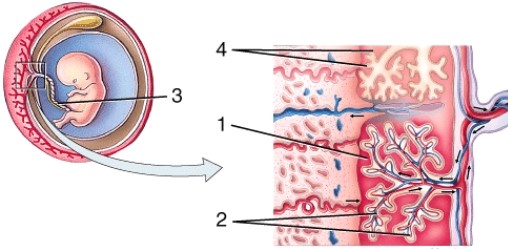 <strong>On the diagram, 4 is pointing to </strong> A) intervillous space B) fetal blood vessels C) umbilical cord D) chorionic villi