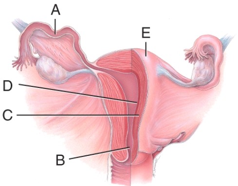 <strong>Letter _____ is pointing to the structure where the secondary oocyte is typically fertilized by the sperm. </strong> A) A B) B C) C D) D E) E