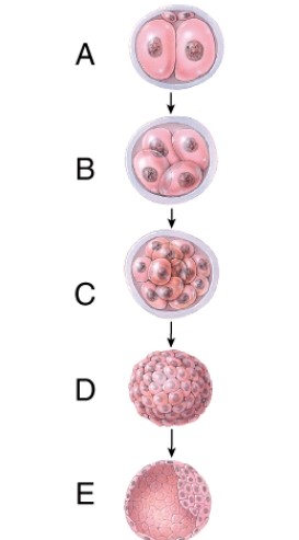 <strong>Which structure enters the uterine cavity approximately 4-5 days after fertilization? </strong> A) A B) B C) C D) D E) E
