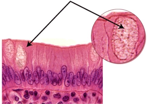 This is a _____ cell that produces _____.