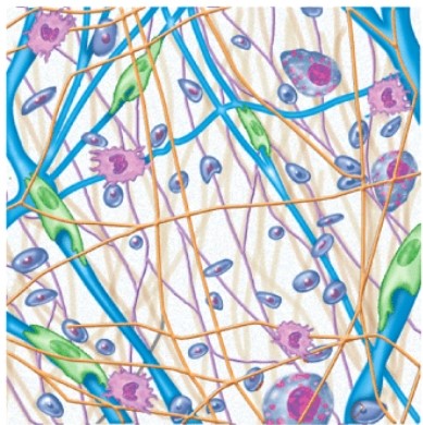 List two locations in the body where the pictured tissue exists.