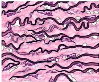 List two locations in the body where you would find the tissue pictured below.