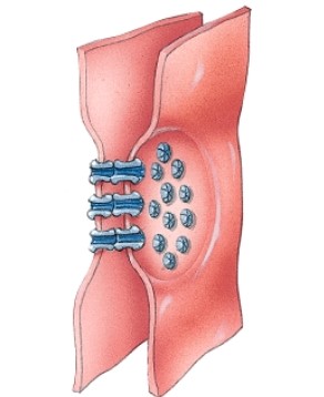 <strong>What is the main feature of this type of junction? </strong> A) cadherins B) integrins C) connexons D) adhesion belts