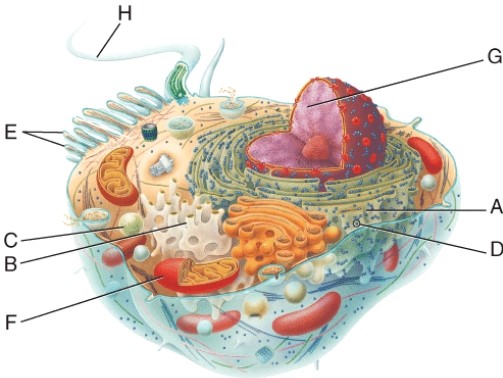 <strong>Which letter identifies an organelle that may contain more than 40 digestive enzymes used to break down the contents of vesicles? </strong> A) F B) B C) A D) C
